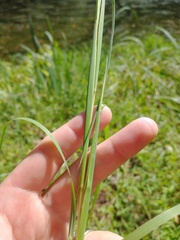 Andropogon virginicus