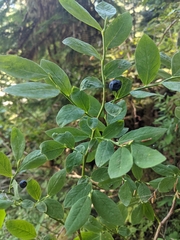 Vaccinium ovalifolium