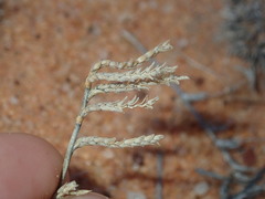 Eragrostis dielsii