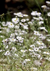 Erigeron