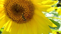 Milesia virginiensis