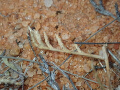 Eragrostis dielsii
