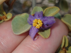 Solanum orbiculatum