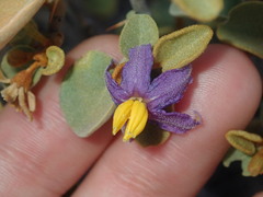Solanum orbiculatum