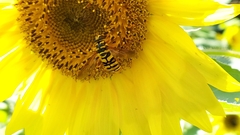 Milesia virginiensis