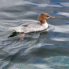 Mergus merganser