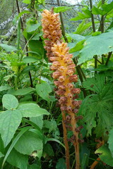Orobanche ingens