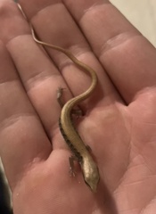 Elgaria multicarinata