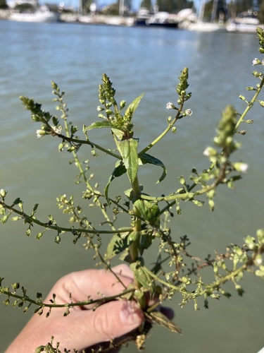 Veronica catenata iNat (1)