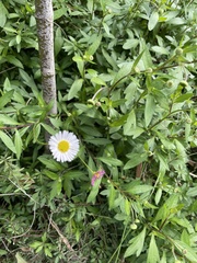 Erigeron glaucus