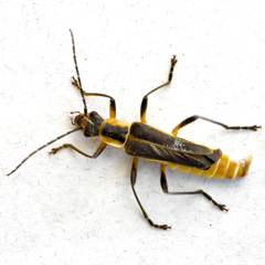 Chauliognathus obscurus