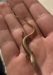 Elgaria multicarinata