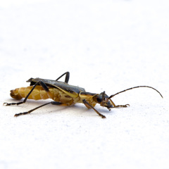 Chauliognathus obscurus