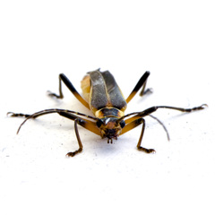 Chauliognathus obscurus