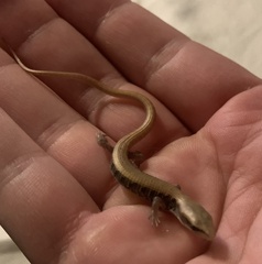 Elgaria multicarinata