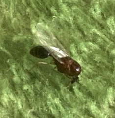 Solenopsis xyloni