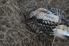 Buteo lineatus elegans