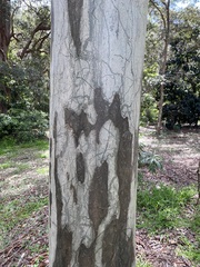 Eucalyptus racemosa