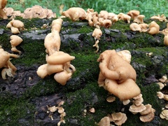 Pleurotus