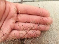 Eragrostis amurensis