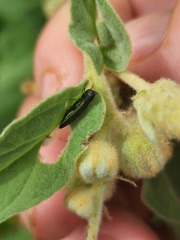 Agrilus lacustris