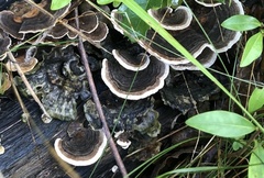 Trametes