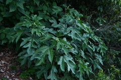 Girardinia diversifolia