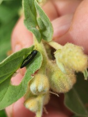 Agrilus lacustris