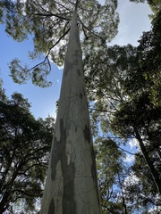 Eucalyptus racemosa