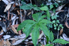 Arisaema jacquemontii