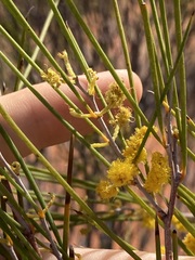 Acacia burkittii
