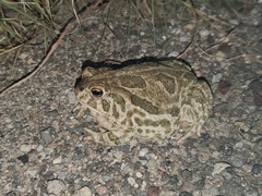 Anaxyrus cognatus