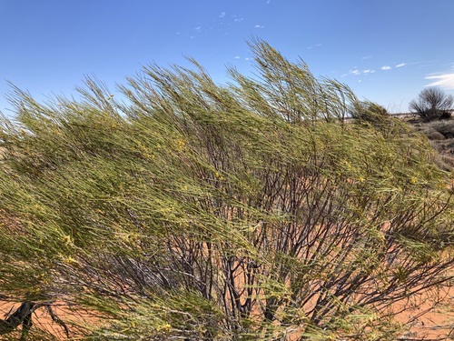 Image of Acacia burkittii by (c) Thomas Mesaglio, some rights reserved (CC BY)