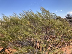 Acacia burkittii