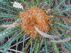 Banksia dallanneyi