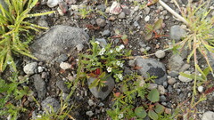 Plagiobothrys orientalis