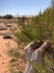 Acacia burkittii