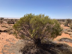 Acacia burkittii