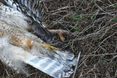 Buteo lineatus elegans