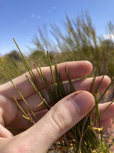Image of Acacia burkittii by (c) Thomas Mesaglio, some rights reserved (CC BY)