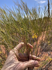 Acacia burkittii