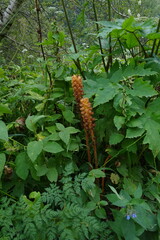 Orobanche ingens