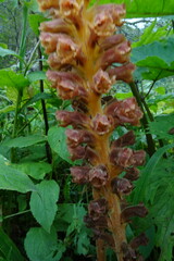 Orobanche ingens