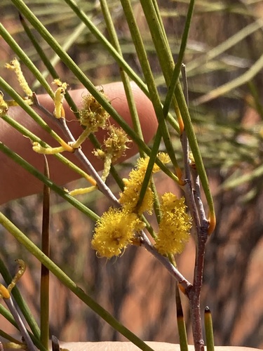 Image of Acacia burkittii by (c) Thomas Mesaglio, some rights reserved (CC BY)