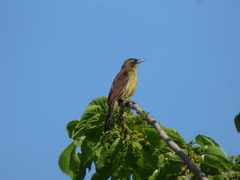 Agelasticus cyanopus