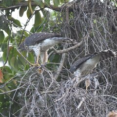 Accipiter cooperii