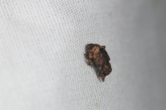 Conotrachelus aratus