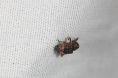 Conotrachelus aratus