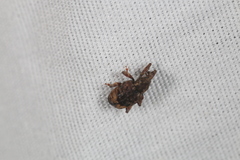 Conotrachelus aratus