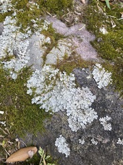 Myelochroa aurulenta